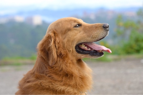 golden-retriever-headshot