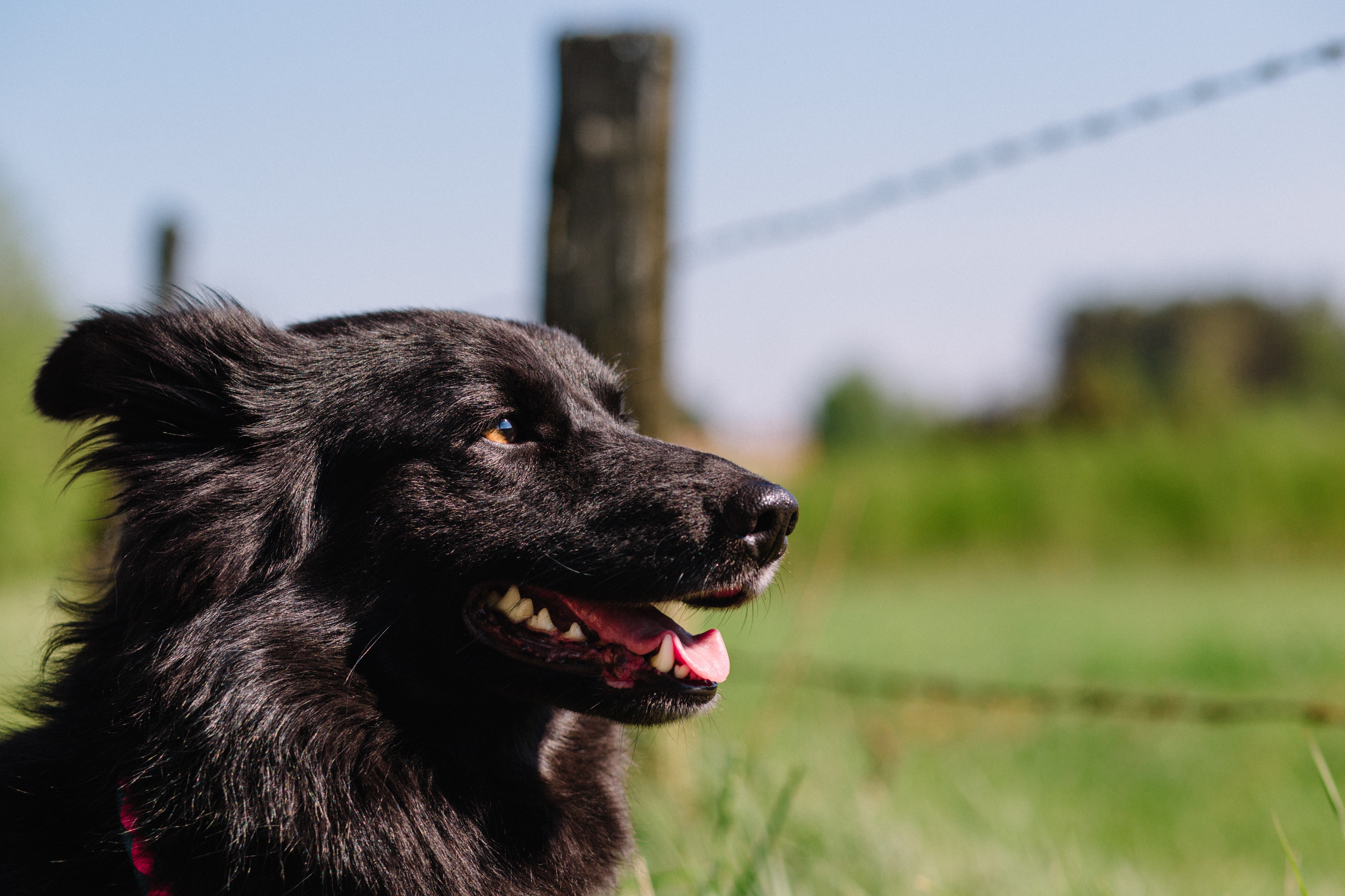 dog-at-fence dog looking past fence