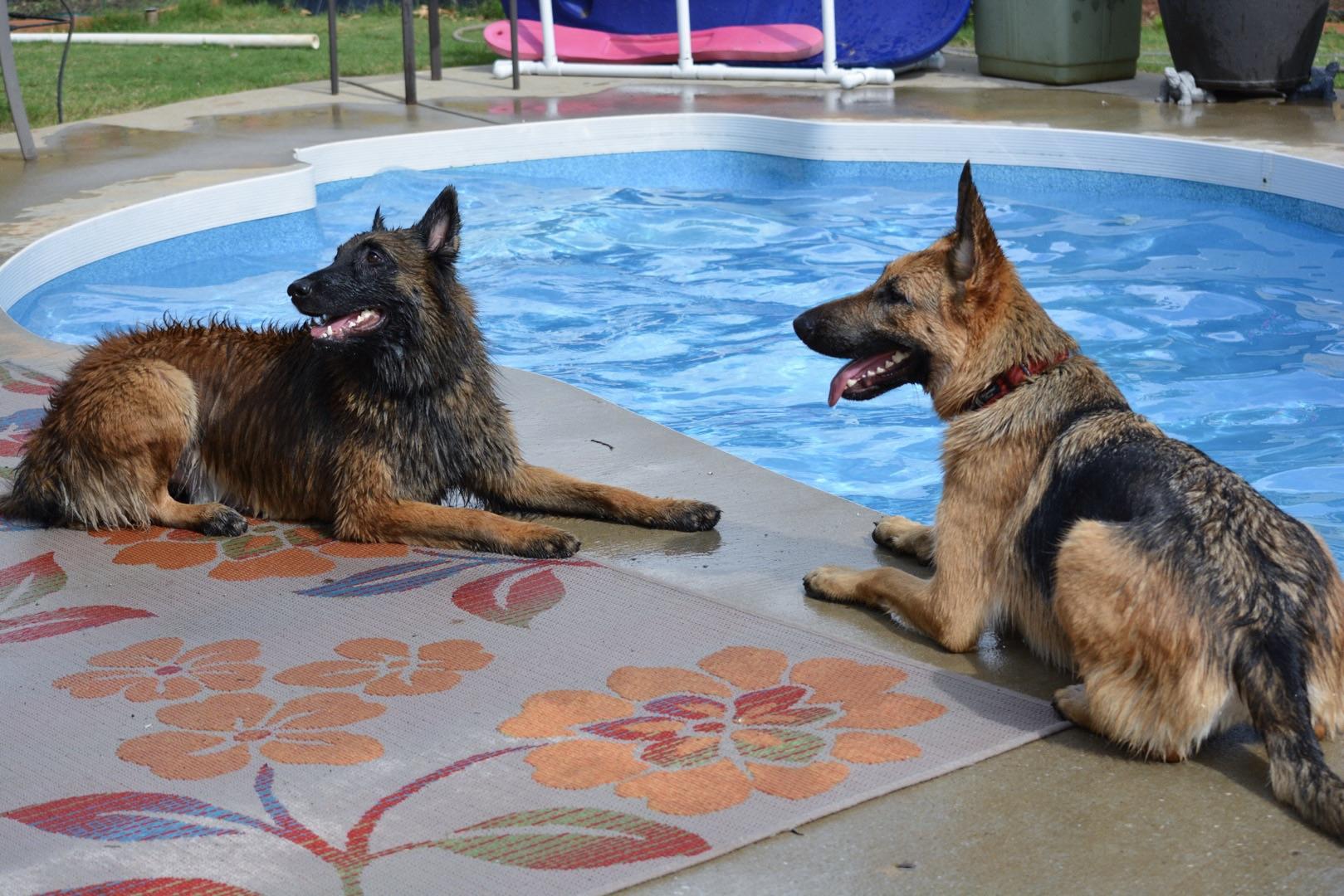 dogs-by-pool-training two dogs by the pool